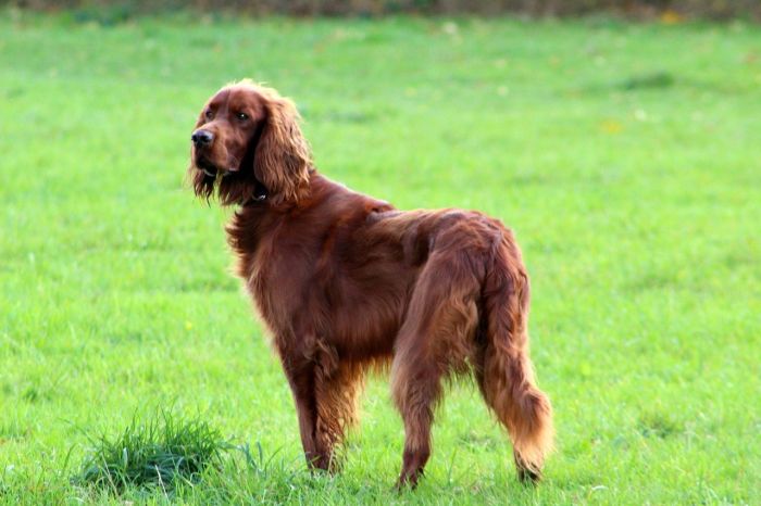 Irský setr je štíhlý a atletický pes patřící k velkým plemenům